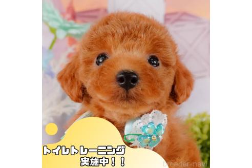 成約済ののトイプードル-376756