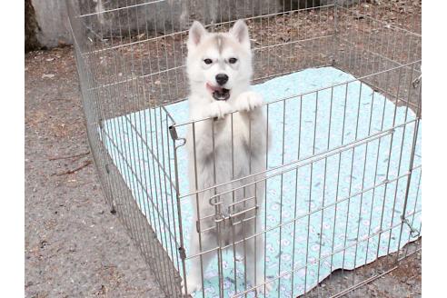 成約済の大阪府のシベリアンハスキー-374338の7枚目