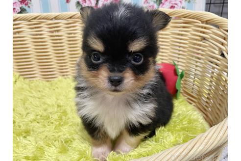 成約済の秋田県のポメチワ:ポメラニアン×チワワ-377241の15枚目