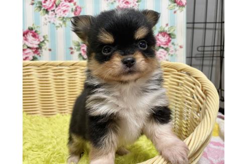 成約済の秋田県のポメチワ:ポメラニアン×チワワ-377241の14枚目
