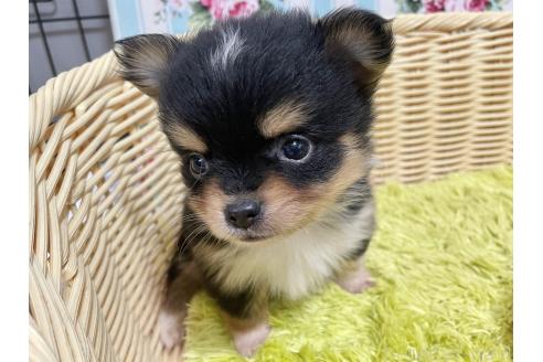 成約済の秋田県のポメチワ:ポメラニアン×チワワ-377241の11枚目