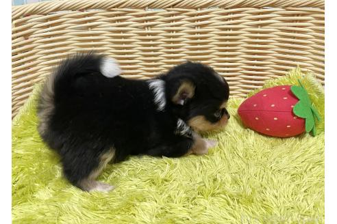 成約済の秋田県のポメチワ:ポメラニアン×チワワ-377241の3枚目