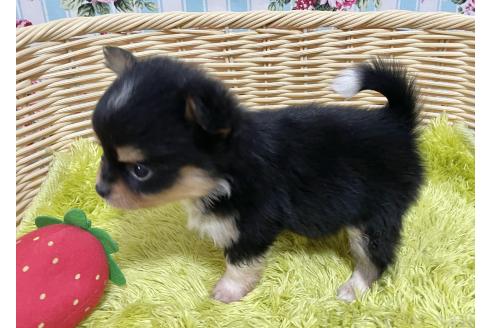 成約済の秋田県のポメチワ:ポメラニアン×チワワ-377241の2枚目