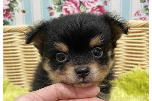 成約済の秋田県のポメチワ:ポメラニアン×チワワ-377246の7枚目