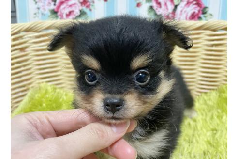 成約済の秋田県のポメチワ:ポメラニアン×チワワ-377246の5枚目