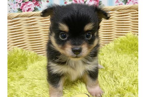 成約済の秋田県のポメチワ:ポメラニアン×チワワ-377246の1枚目