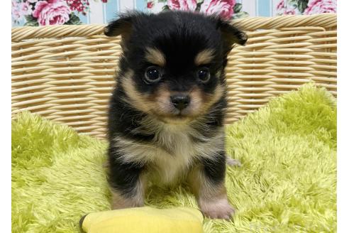 成約済の秋田県のポメチワ:ポメラニアン×チワワ-377246の3枚目