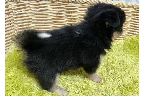 成約済の秋田県のポメチワ:ポメラニアン×チワワ-377246の2枚目