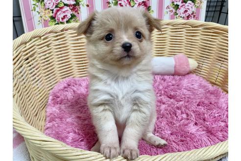 成約済の秋田県のポメチワ:ポメラニアン×チワワ-377242の9枚目