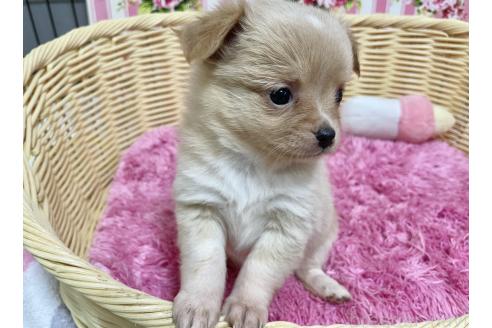 成約済の秋田県のポメチワ:ポメラニアン×チワワ-377242の8枚目