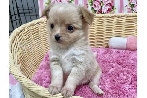 成約済の秋田県のポメチワ:ポメラニアン×チワワ-377242の1枚目