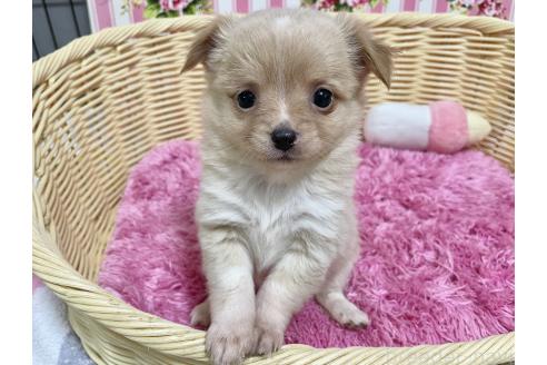 成約済の秋田県のポメチワ:ポメラニアン×チワワ-377242の6枚目