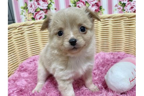 成約済の秋田県のポメチワ:ポメラニアン×チワワ-377242の5枚目