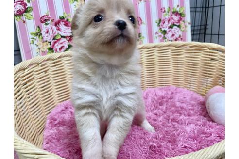 成約済の秋田県のポメチワ:ポメラニアン×チワワ-377242の4枚目