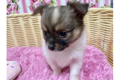 成約済の秋田県のポメチワ:ポメラニアン×チワワ-377261の8枚目