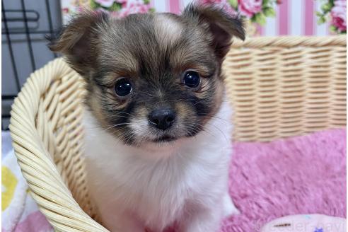 成約済の秋田県のポメチワ:ポメラニアン×チワワ-377261の3枚目