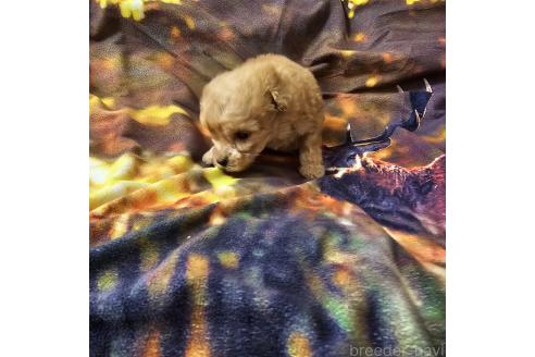 成約済の埼玉県のティーカッププードル-377262の2枚目