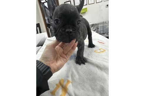 販売中の千葉県のフレンチブルドッグ-371225の9枚目