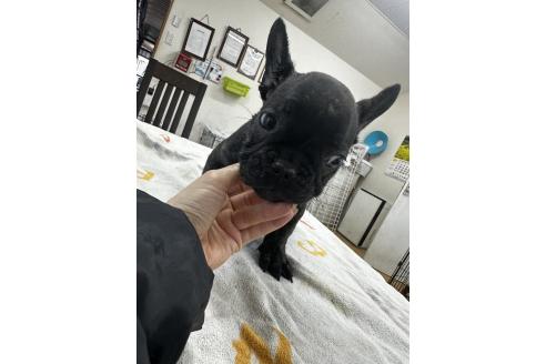 販売中の千葉県のフレンチブルドッグ-371225の8枚目