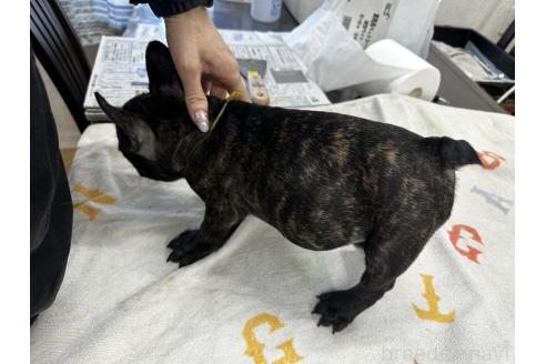 販売中の千葉県のフレンチブルドッグ-371225の7枚目