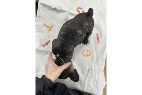 販売中の千葉県のフレンチブルドッグ-371225の6枚目