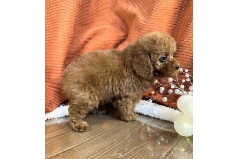 成約済の茨城県のトイプードル-377268の5枚目