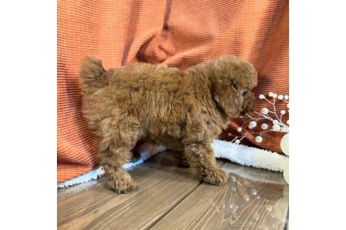 成約済の茨城県のトイプードル-377269の5枚目
