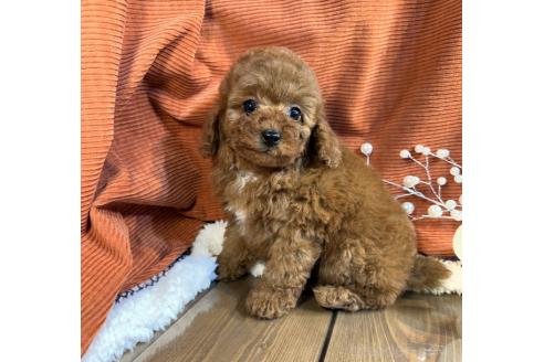 成約済の茨城県のトイプードル-377269の3枚目