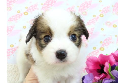 成約済の千葉県のパピヨン-373324の3枚目