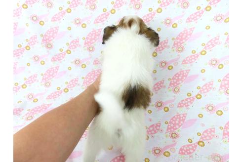 成約済の千葉県のパピヨン-371217の10枚目