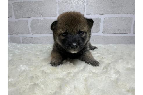 成約済の熊本県の柴犬-375870の3枚目