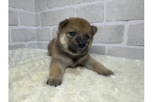 成約済の熊本県の柴犬-375869の3枚目