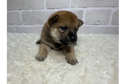 成約済の熊本県の柴犬-375869の2枚目