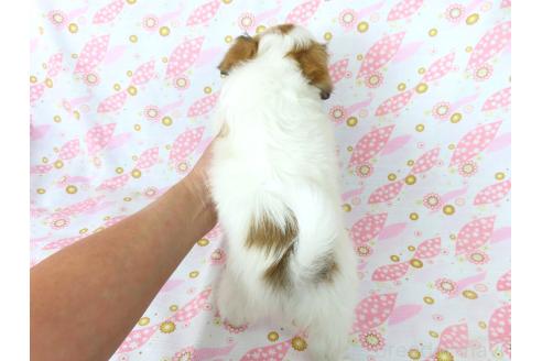 成約済の千葉県のパピヨン-371219の10枚目
