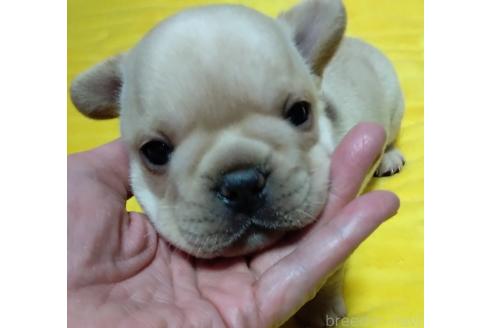 販売中の群馬県のフレンチブルドッグ-376178