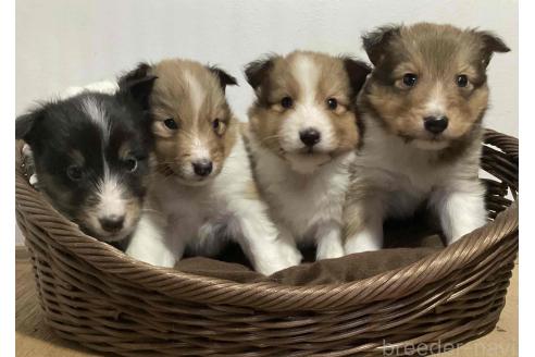 成約済の神奈川県のシェットランドシープドッグ(シェルティ)-377283の2枚目