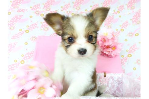 成約済の千葉県のパピヨン-371180の4枚目
