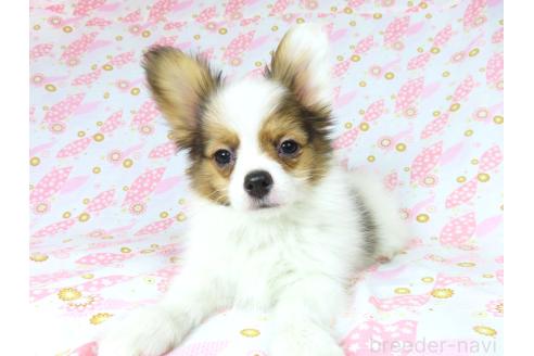 成約済の千葉県のパピヨン-367913の19枚目