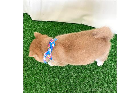 成約済の神奈川県の豆柴-377249の2枚目