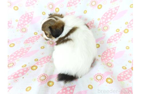 成約済の千葉県のパピヨン-375176の15枚目