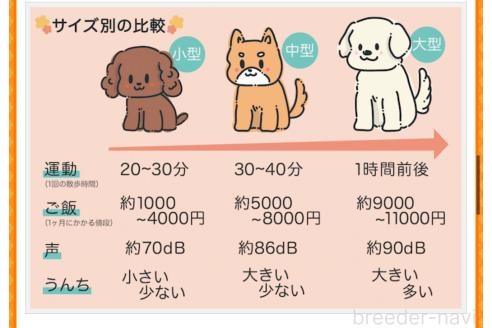 成約済の兵庫県のティーカッププードル-376361の8枚目