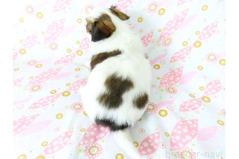 成約済の千葉県のパピヨン-375181の16枚目
