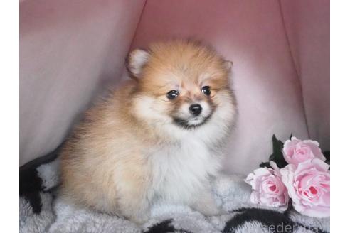 販売中の岡山県のポメラニアン-377294の2枚目