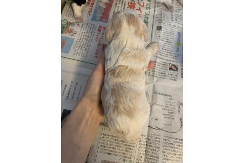 成約済の東京都のキャバプー:キャバリア×トイプードル-377308の2枚目