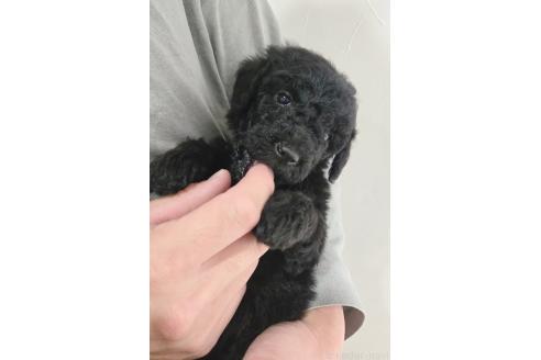 成約済の石川県のスタンダードプードル-374237の4枚目