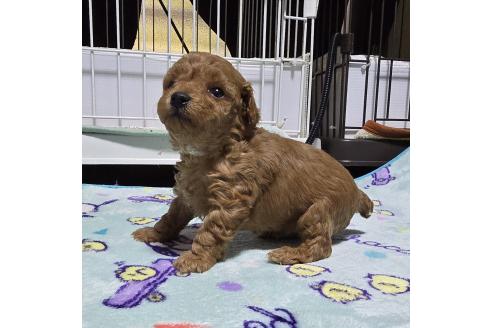 成約済の岡山県のトイプードル-374258の14枚目