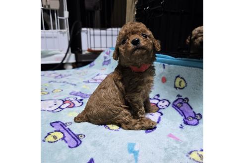 成約済の岡山県のトイプードル-374262の3枚目