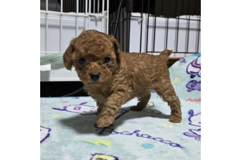 成約済の岡山県のトイプードル-374262の2枚目