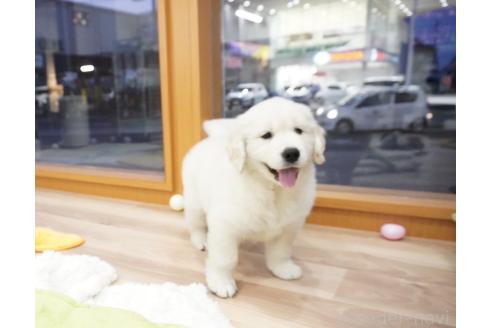 成約済の大阪府のゴールデンレトリーバー-369018の12枚目