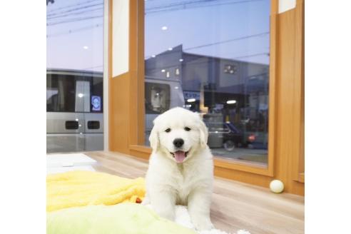 成約済の大阪府のゴールデンレトリーバー-369018の11枚目